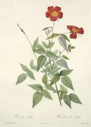 Rosa indica, gegraveerd door Chapuy, uit 
